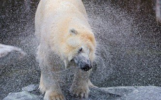 Tambako The Jaguar via Compfight Shaking polar bear II